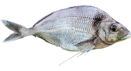 Artistic Fish And Chip Favourite Tarakihi ‘on The Brink’ Of Collapse As Populations Drop Artwork for Mobile Artistic Fish And Chip Favourite Tarakihi ‘on The Brink’ Of Collapse As Populations Drop Artwork for Mobile